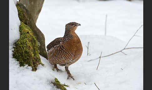 Auerhuhn (Tetrao urogallus)