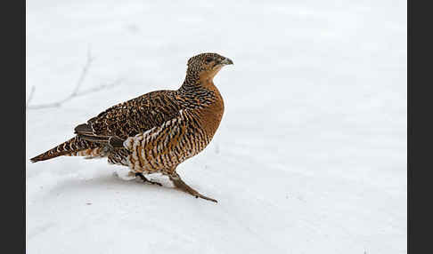 Auerhuhn (Tetrao urogallus)