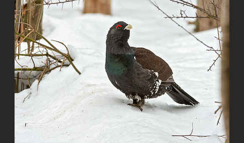 Auerhuhn (Tetrao urogallus)