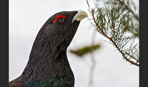 Auerhuhn (Tetrao urogallus)