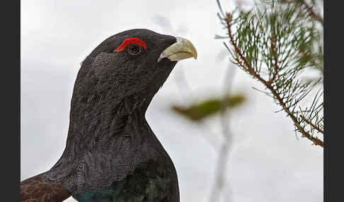 Auerhuhn (Tetrao urogallus)