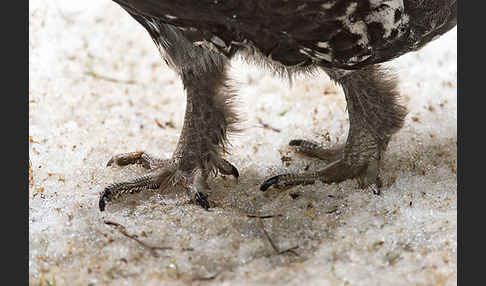 Auerhuhn (Tetrao urogallus)