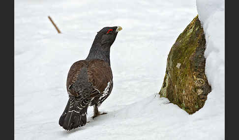 Auerhuhn (Tetrao urogallus)