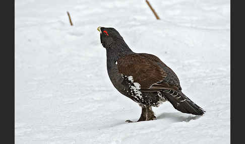 Auerhuhn (Tetrao urogallus)