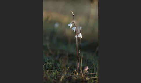 Herbstknotenblume (Leucojum autumnale)