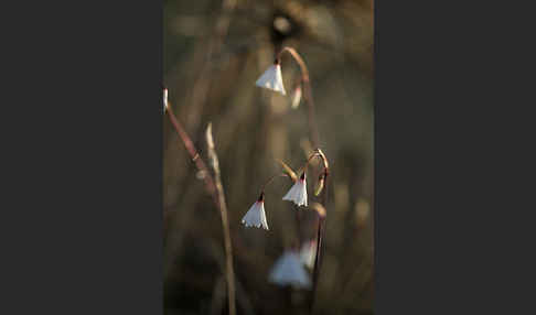 Herbstknotenblume (Leucojum autumnale)