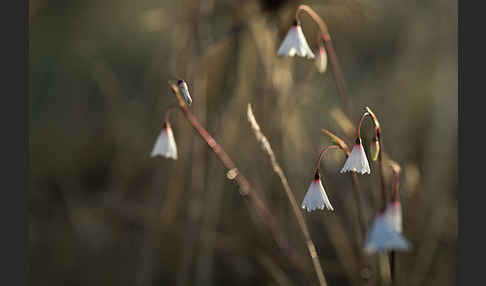 Herbstknotenblume (Leucojum autumnale)