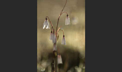 Herbstknotenblume (Leucojum autumnale)