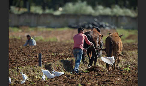 Hauspferd (Equus caballus)