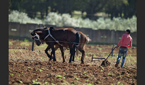 Hauspferd (Equus caballus)