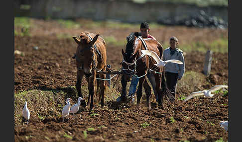 Hauspferd (Equus caballus)