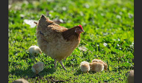 Haushuhn (Gallus gallus domesticus)