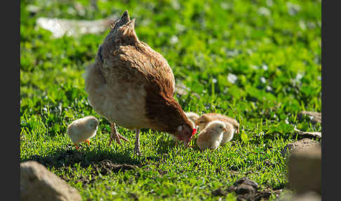 Haushuhn (Gallus gallus domesticus)