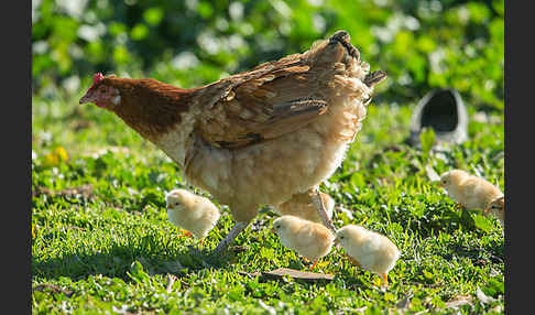 Haushuhn (Gallus gallus domesticus)