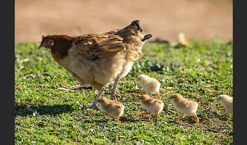 Haushuhn (Gallus gallus domesticus)