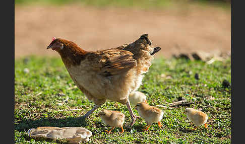 Haushuhn (Gallus gallus domesticus)