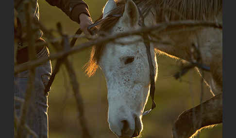 Hauspferd (Equus caballus)