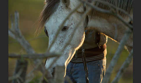 Hauspferd (Equus caballus)