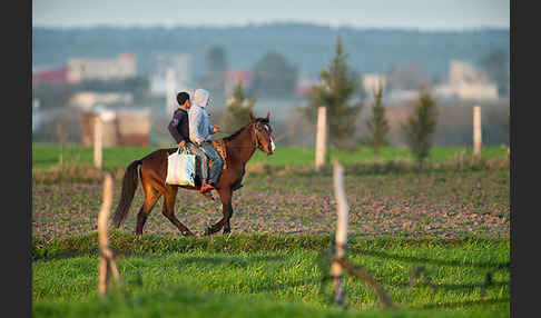 Hauspferd (Equus caballus)