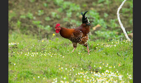 Haushuhn (Gallus gallus domesticus)