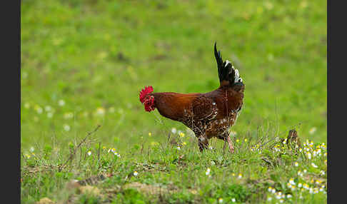 Haushuhn (Gallus gallus domesticus)