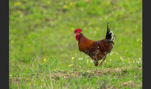 Haushuhn (Gallus gallus domesticus)