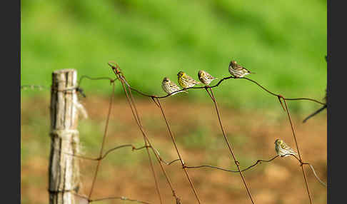Girlitz (Serinus serinus)