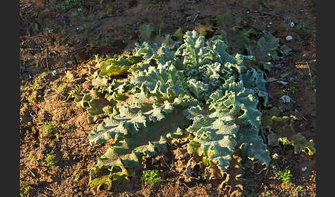 Gewelltblättrige Königskerze (Verbascum undulatum)