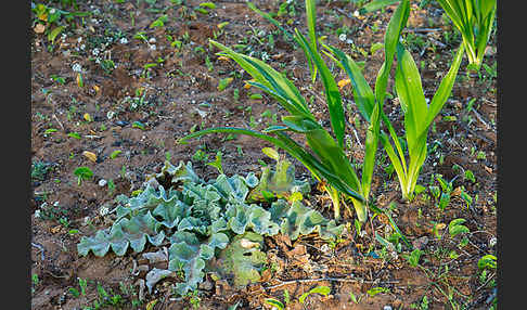 Meerzwiebel (Drimia maritima)