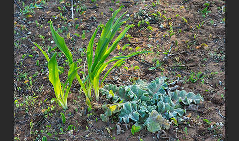 Meerzwiebel (Drimia maritima)