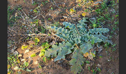 Gewelltblättrige Königskerze (Verbascum undulatum)