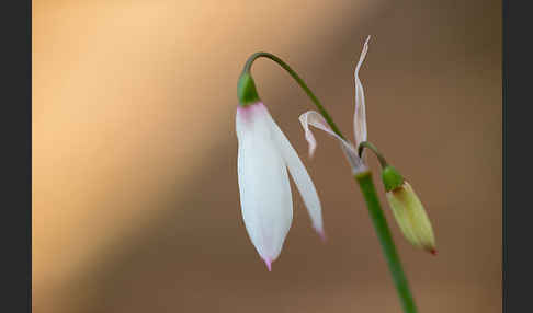 Herbstknotenblume (Leucojum autumnale)