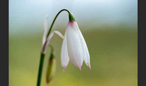 Herbstknotenblume (Leucojum autumnale)