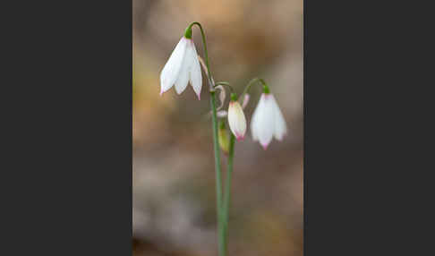 Herbstknotenblume (Leucojum autumnale)