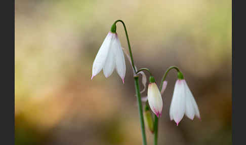 Herbstknotenblume (Leucojum autumnale)