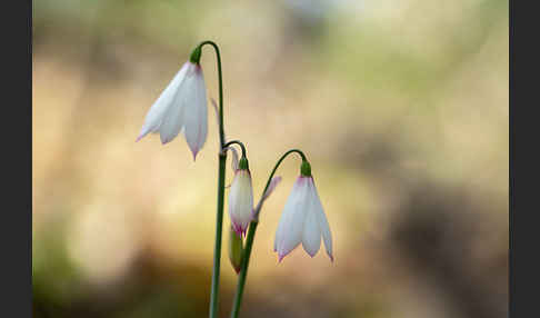 Herbstknotenblume (Leucojum autumnale)