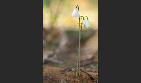 Herbstknotenblume (Leucojum autumnale)