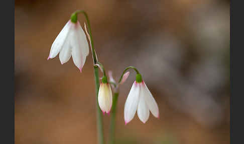 Herbstknotenblume (Leucojum autumnale)