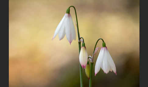 Herbstknotenblume (Leucojum autumnale)