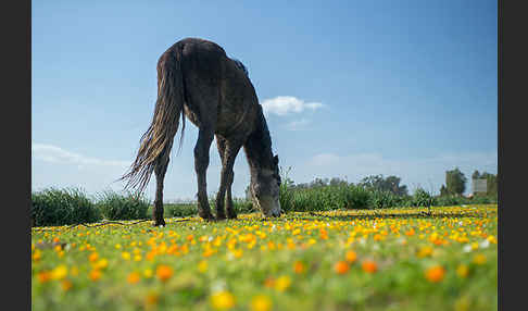 Hauspferd (Equus caballus)