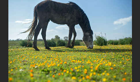 Hauspferd (Equus caballus)