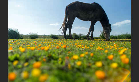 Hauspferd (Equus caballus)