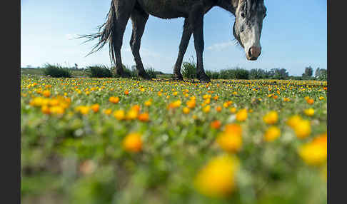 Hauspferd (Equus caballus)