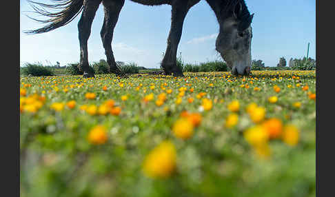 Hauspferd (Equus caballus)