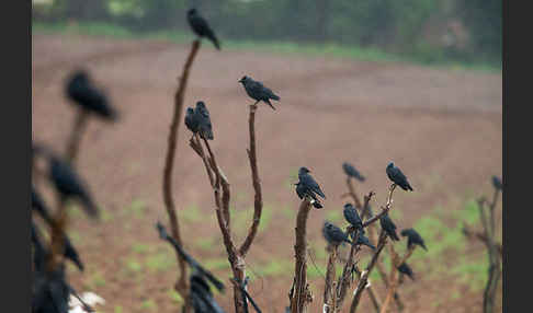 Dohle (Corvus monedula)