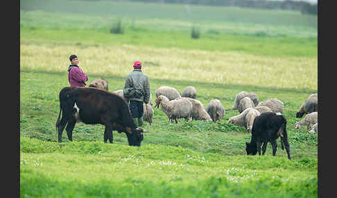 Hausschaf (Ovis gmelini aries)