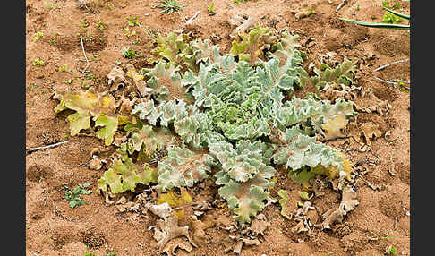 Gewelltblättrige Königskerze (Verbascum undulatum)