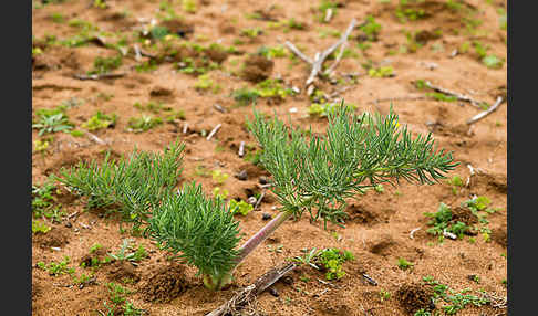 Gemeines Rutenkraut (Ferula communis)