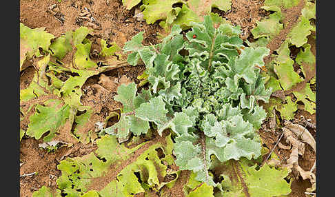 Gewelltblättrige Königskerze (Verbascum undulatum)