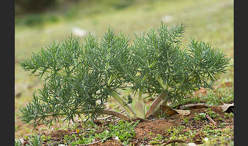 Gemeines Rutenkraut (Ferula communis)